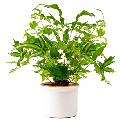 Produktbild von Pteris Albolineata | Panaschierter Farn Pflanze | 25-35 cm mit Topf