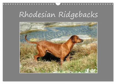 Produktbild von Rhodesian Ridgebacks (Wandkalender 2027, DIN A3, Querformat), CALVENDO 12-Monats-Wandkalender