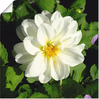 Produktbild von ARTland Poster Weiße Dahlienblüte Größe: 30x30 cm