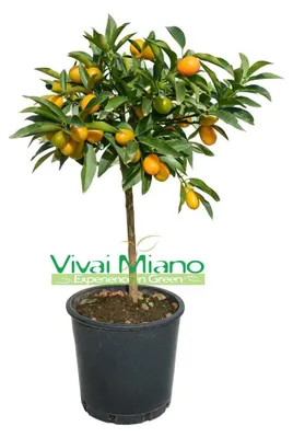 Obrázek produktu pro Kumquat (čínský mandarín) v květináči (velikost 20) s plody