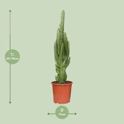 Obrázek produktu pro Euphorbia trigona - africký mlécný strom, pokojová rostlina - Sukkulenten zelená