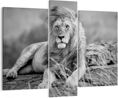 Produktbild von Bild auf Leinwand - Leinwandbild - Löwe Tier Natur - 95x80cm - Wand Bild - Wanddeko - Wandbilder - Leinwanddruck - Bilder - Kunstdruck - Wanddekoration - Leinwand bilder - Wandkunst - CB95x80-3931