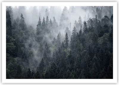 Produktbild von Poster - Poster ohne Rahmen - Wald Baum Natur - 100x70 cm - Wand Bild - Wanddeko - Wandbilder - Kunstposter - Wandposter - Bilder - Kunstdruck - Wanddekoration - Wandbild - P2XAA100x70-4074