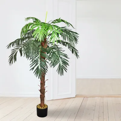 halbmond monstera Monstera Plant main image 1
