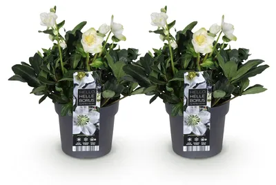 Image de Green boutiQ - Tuinplant - Kerstroos - Helleborus Christmas Carol - Witte Bloem -2 Planten - Groenblijvend - Pot 17cm Hoogte 35cm