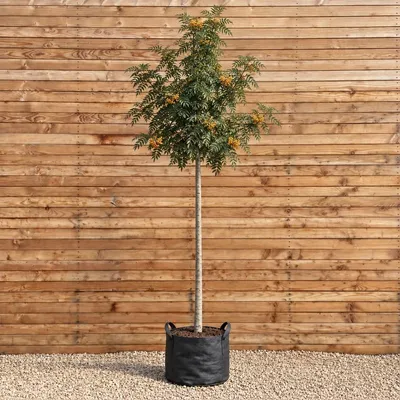 Produktbild von Eberesche Schouten 300-350 cm, Stammumfang 12-14 cm - Sorbus arnoldiana Hochstamm