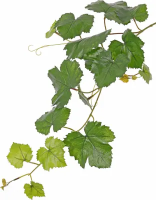 Produktbild von Künstlicher Weinreben Zweig BJON, crossdoor, grün, 60cm - Dekozweig
