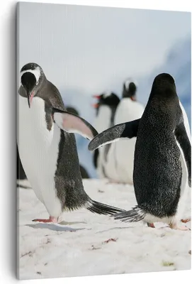 Produktbild von Bild auf Leinwand - Leinwandbild - Einteilig - Pinguine Winter Natur Schnee - 50x70cm - Wand Bild - Wanddeko - Wandbilder - Leinwanddruck - Wanddekoration - Leinwand bilder - Wandbild - PA50x70-2974