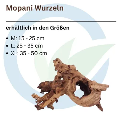 Produktbild von Mopani Wurzel L 25-35 cm