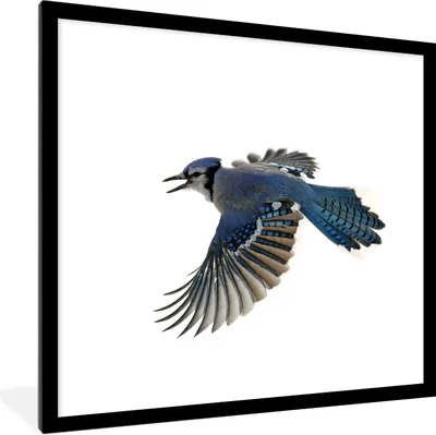 Produktbild von MuchoWow® Gerahmtes Poster Vogel - Federn - Weiß 40x40 cm - Poster mit Schwarzem Bilderrahmen Wandposter Rahmen Foto Bilder - Poster - Plakat im Rahmen