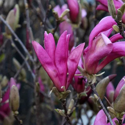 Immagine prodotto di Magnolia  - Magnolia 'Susan'  | 40-60 cm in vaso
