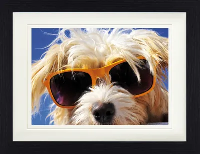 Produktbild von Hunde Gerahmtes Bild Mit Edlem Passepartout | Wand-Bilder | Im Bilderrahmen - Cooler Hund (30 x 40 cm)