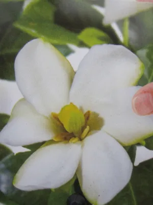 Produktbild von Gardenie Pinwheel - Gardenia jasminoides Pinwheel - immergrün 25-30