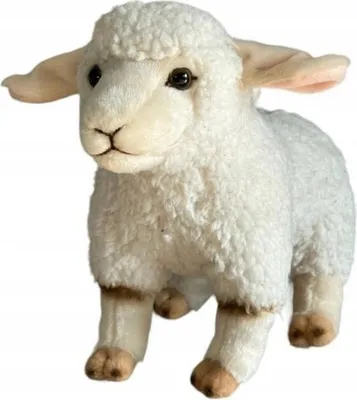 Image de Mouton 31051