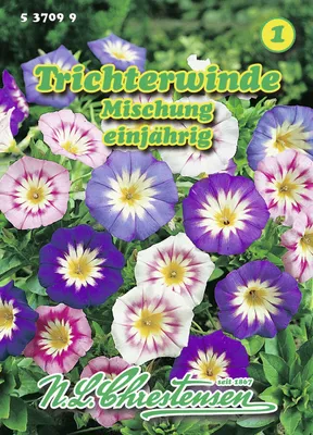 Artikelbild 1 von 'Trichterwinde Mischung' aus der Kategorie Windensamen