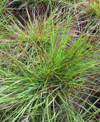 Produktbild von Lampenputzergras Burgundy Bunny ® - Pennisetum alopecuroides