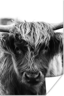 Produktbild von MuchoWow® Poster Schottischer Highlander - Kuh - Gras - Tiere - Natur 120x180 cm - Kunstposter