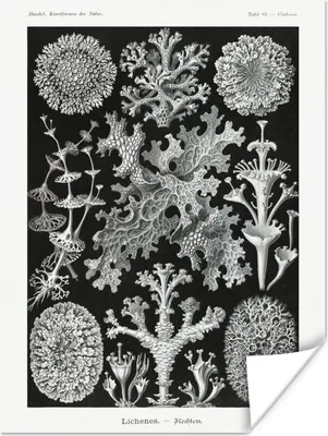 Produktbild von MuchoWow® Poster Moos - Botanisch - Vintage - Schwarz und weiß - Pilz Illustration 30x40 cm - Wandplakat - Poster Kinderzimmer