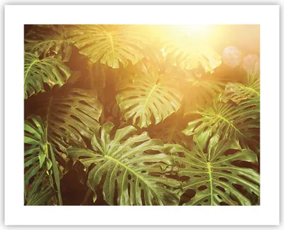 Produktbild von Poster - Poster ohne Rahmen - Blätter Monstera Licht - 50x40 cm - Wand Bild - Wanddeko - Wandbilder - Kunstposter - Wandposter - Bilder - Kunstdruck - Wanddekoration - Wandbild - P2XAA50x40-4540