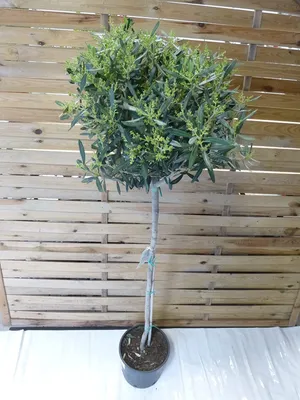 Produktbild von [Palmenlager] Olea europea - Olivenbaum - Hochstamm 170 cm