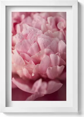 Produktbild von Zarte Blütenblätter– Wandbild mit Rahmen – Gerahmtes Bild  – Wanddekoration – 20x30 cm – Weiß