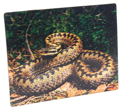 Produktbild von 3D Magnet Kreuzotter