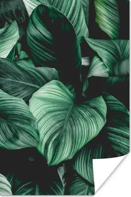 Produktbild von MuchoWow® Poster Dschungel - Blätter - Tropisch - Pflanzen - Natur 40x60 cm - Plakate für die Wand - Poster Babyzimmer