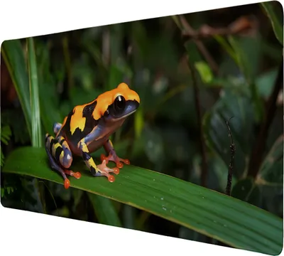 Produktbild von Pfeilgiftfrosch Schreibtischunterlage 89x40cm XXL Mauspad für Naturliebhaber