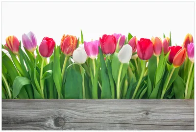 Produktbild von Wallario Wandbild aus Acryl, 90 x 60 cm, freischwebende Optik - Rote  weiße und pinke Tulpen im Frühling