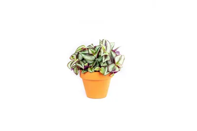 Obrázok produktu pre Gardners Tradescantia zebrina, priemer 6-7,5 cm