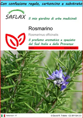Immagine prodotto di SAFLAX Set regalo - Rosmarino - 100 semi - Rosmarinus