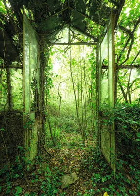Produktbild von Fototapete Vlies X4-158 Greenhouse 200 x 280 cm