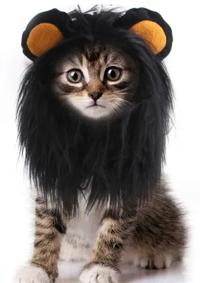 Produktbild von Katzen-Halloweenkostüm M, Schwarze Löwenmähne Perücke mit Ohren, Atmungsaktives Haustierkostüm für Fotoshootings und Partys