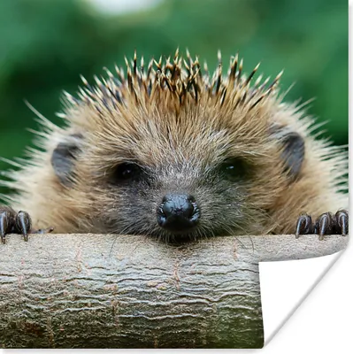 Produktbild von MuchoWow® Poster Igel - Wald - Baumstamm 50x50 cm - Wohnzimmerdekoration