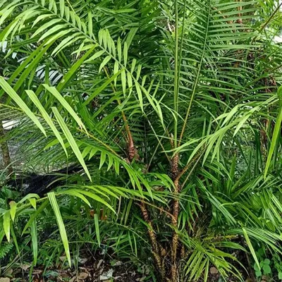 Zdjęcie produktu dla Rattan smoczej krwi (Calamus draco)  – 1 wykiełkowane nasiono