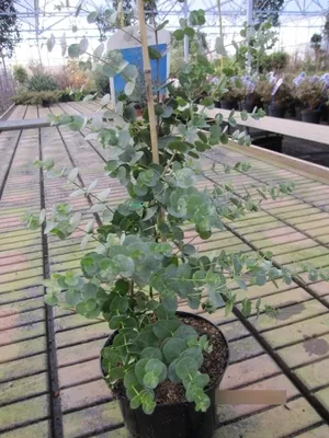 Produktbild von Eucalyptus gunnii Azura - Mostgummi-Eukalyptus - Eukalyptusbaum