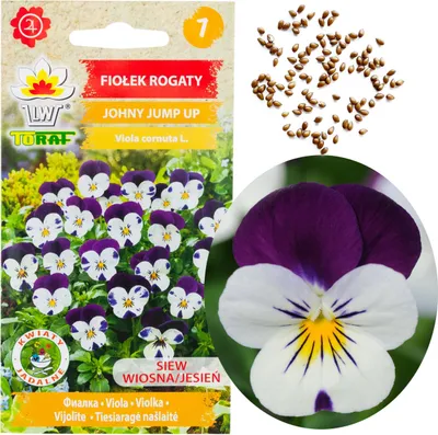 Obrázek produktu pro Horned Violet Tricolour Johny Jump Up 0.3G semen