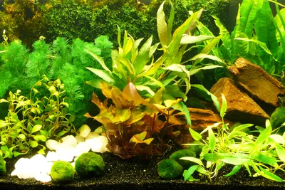 Produktbild von Aquarium-Pflanzen-Set "Sorgenfrei" Einfach+Schön+Gut