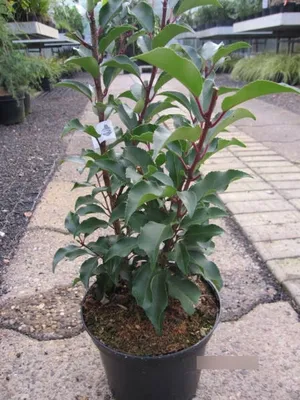 Produktbild von Portugiesischer Kirschlorbeer Brenelia ® - Prunus lusitanica Brenelia ®