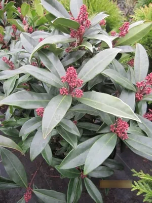 Produktbild von Skimmia reevesiana Fata Morgana - Skimmie Fata Morgana - 30-40cm