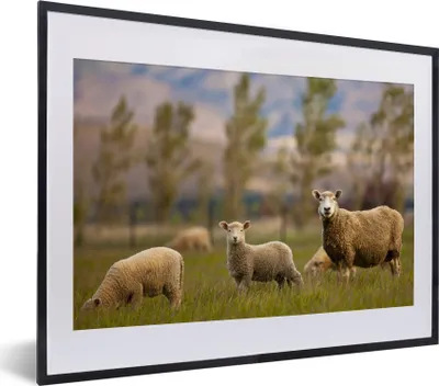 Produktbild von MuchoWow® MuchoWow® Gerahmtes Poster Schaf - Tier - Gras 40x30 cm - Poster mit zchwarzem Bilderrahmen - Bilderrahmen - Poster im Rahmen