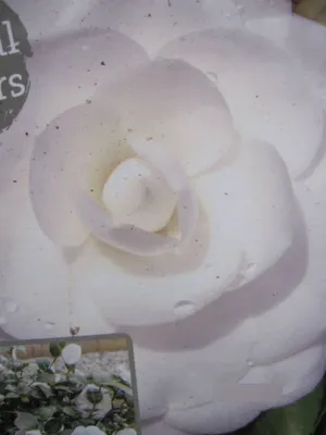 Produktbild von Camellia japonica Dahlonega - Japanische Kamelie Dahlonega