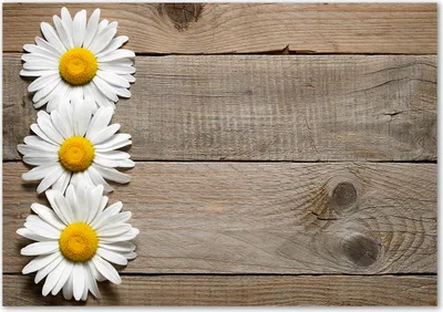 Produktbild von Tulup® Leinwandbild - 100x70 cm - Wandkunst - Drucke auf Leinwand - Leinwanddruck  - Blumen & Pflanzen - Braun - Gänseblümchen Holz