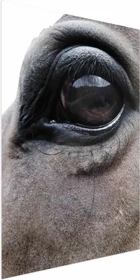 Produktbild von Posterpapier Poster - Honest Eyes 21x30 cm Tiere g-A-0201-ao-a