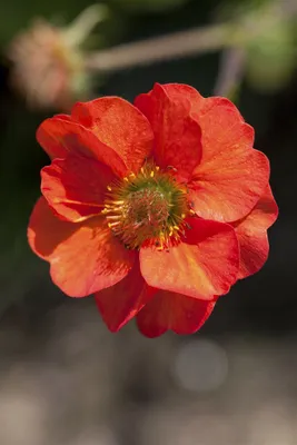 Produktbild von Geum chiloense 'Feuerball', Nelkenwurz, leuchtend rot, ca. 9x9 cm Topf
