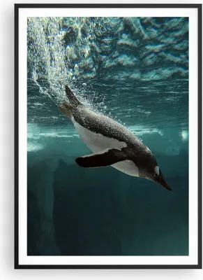 Produktbild von Gerahmtes Poster - Schwarzer Rahmen - Tauchen Pinguin Gletscher - 70x100 cm - Wand Bild - Wanddeko - Wandbilder - Wandposter - Bilderrahmen - Bilder - Kunstdruck - Wandbild - P2BPA70x100-4189