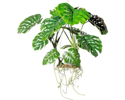 Produktbild von Kunstpflanze Splitphilodendron Höhe: 100 cm grün