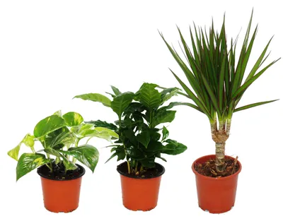 Zdjęcie produktu dla Trio de plantes d'intérieur "Trois hauteurs" - Set de 3 plantes de différentes hauteurs