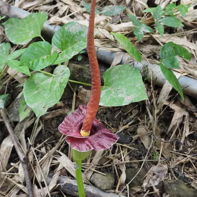 Obrázek produktu pro Henryho aronstab (Amorphophallus henryi) – 1 vyklíčený semeno