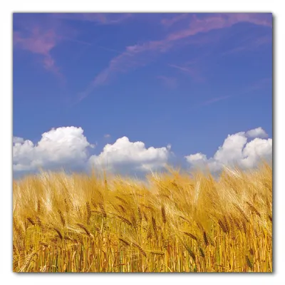 Produktbild von Wallario selbstklebende Möbelfolie/ Tischdecke für Innen und Außen, Größe: 90 x 90 cm - Kornfeld unter blauem Himmel